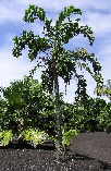 Aipahnes caryotifolia