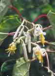 Alangium platanifolium