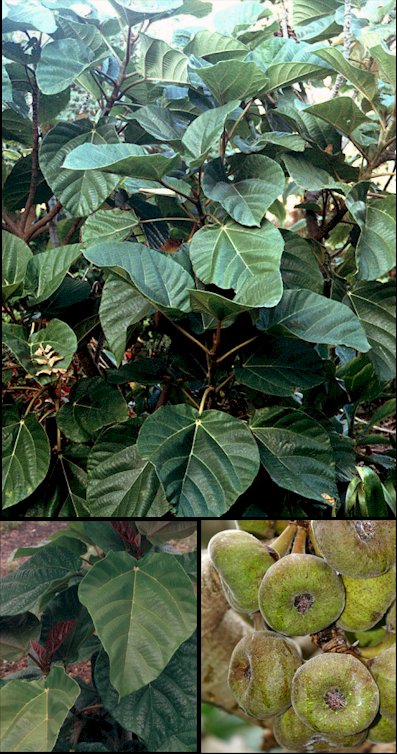 Aspecto general y detalle de hojas y frutos