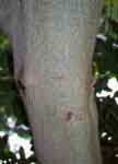 Ficus baileyana-tronco.jpg (5585 bytes)