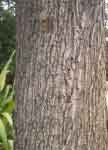Quercus robur-tronco.jpg (7157 bytes)