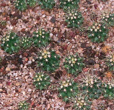 semillero de cactus