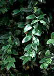 Buxus japonica