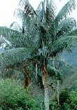 Ceroxylon alpinum