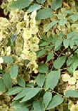 Dipteronia sinensis