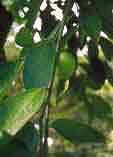 Garcinia xanthochymus