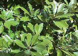Lithocarpus edulis