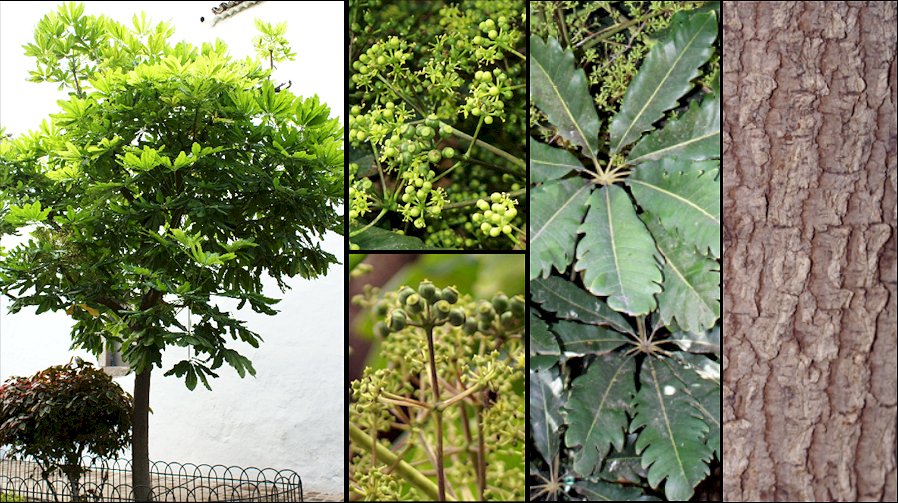 Aspecto general y detalle de la corteza, hojas e inflorescencias
