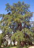 Taxodium mucronatum