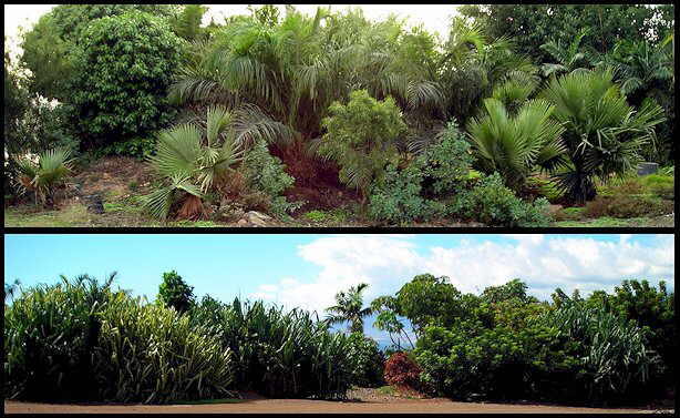 Colecciones y Jardines del palmetum tenerife