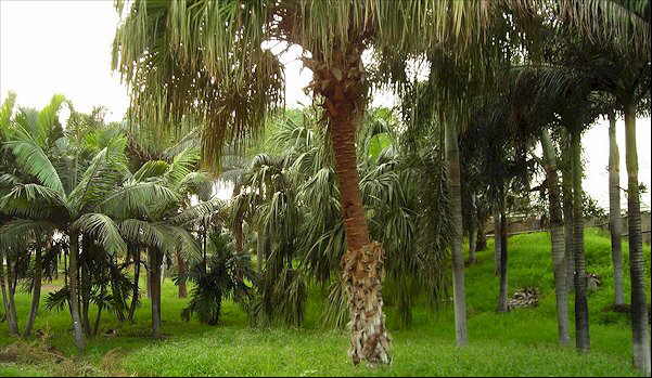 Jardines y colecciones jardin botanico palmetum Tenerife