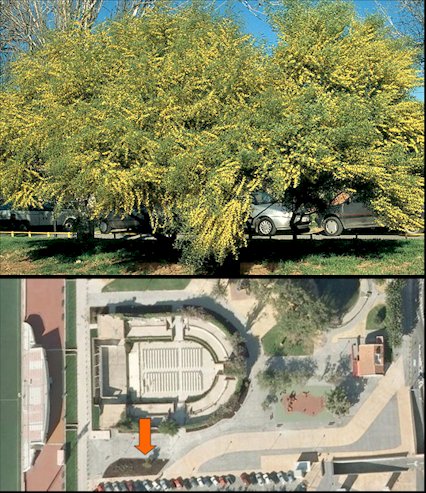 Acacia trineura en febrero de 2000 y plano de situación en el jardín de Fofo